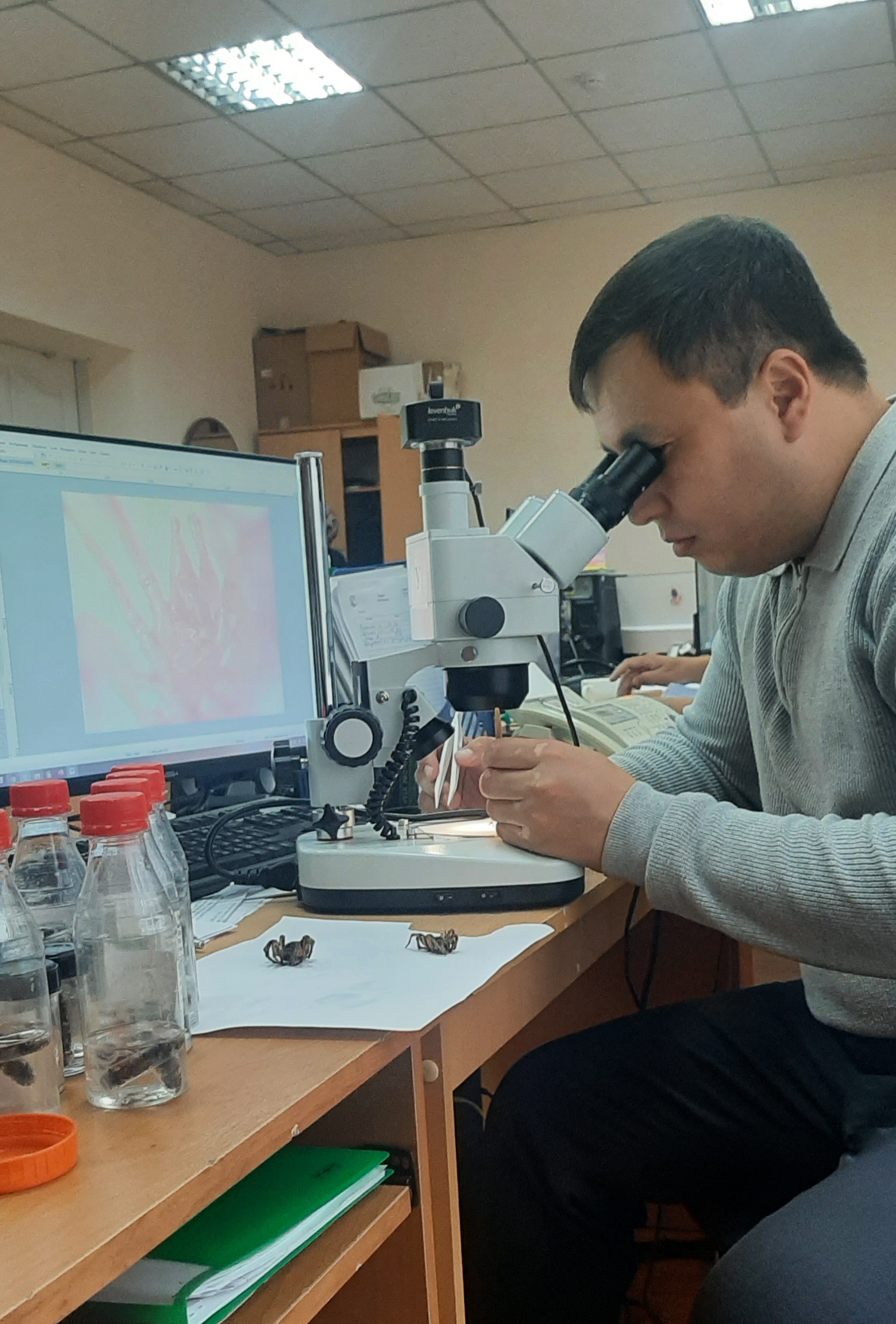 Маңғыстау облысының өрмекшілер фаунасы (Arachnida: Aranei) жөніндегі жаңа деректер, Қазақстан