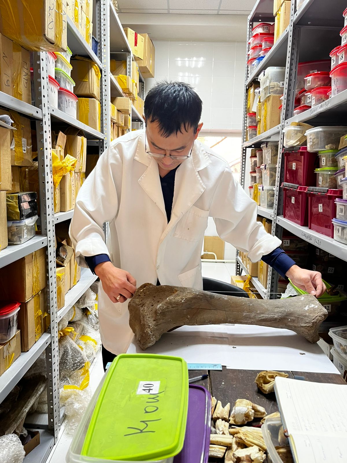 Батыс Қазақстан аумағынан табылған кеш плейстоцендік Coelodonta antiquitatis (Blumenbach, 1799) морфологиясы мен экологиясы