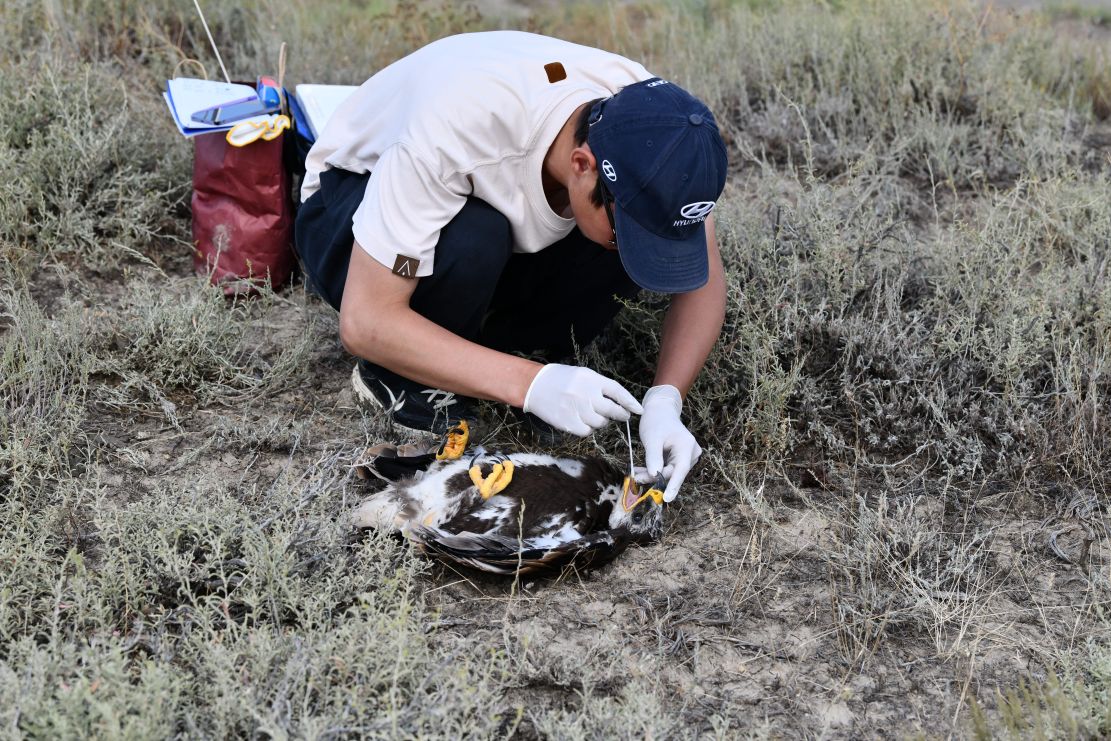 Banding of a Steppe Eagle in the Bokeyordinsky Reserve