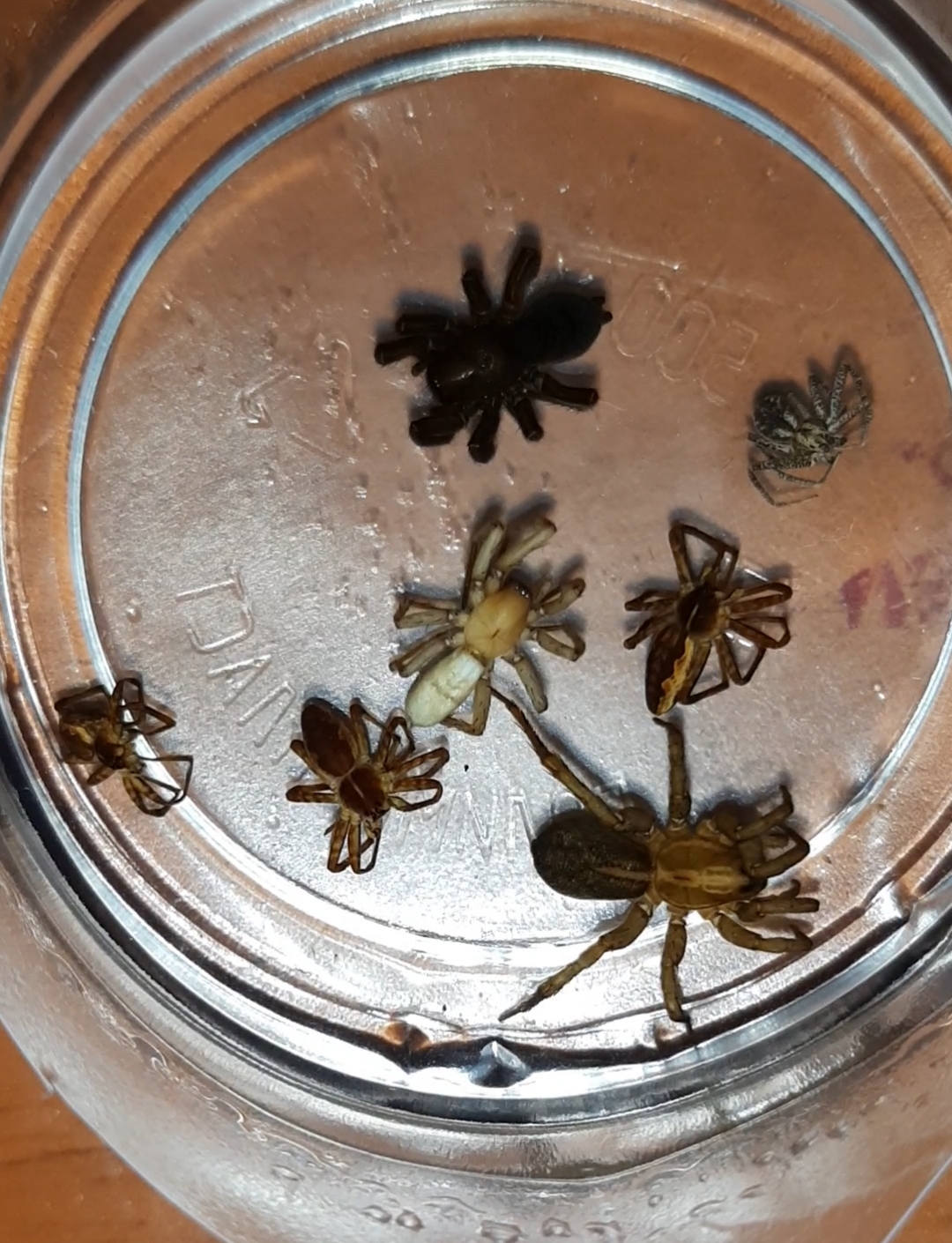 БАТЫС ҚАЗАҚСТАН ОБЛЫСЫНДАҒЫ АДАМҒАДА УЛЫҒЫ ҚАУІПТІ ӨРМЕКШІЛЕРДІҢ БИОЭКОЛОГИЯЛЫҚ ЕРЕКШЕЛІКТЕРІ